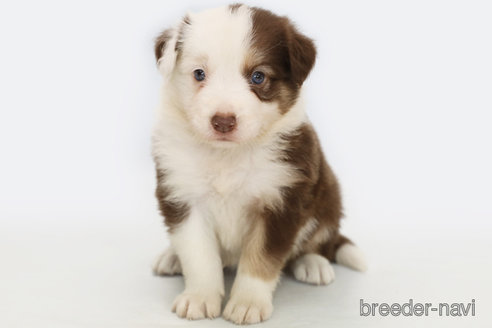 成約済の神奈川県のボーダーコリー-319178の1枚目